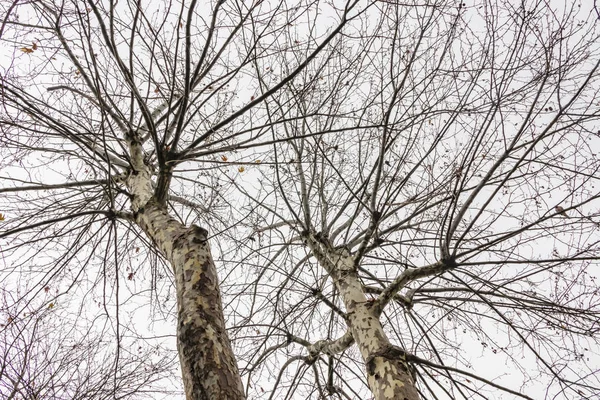 Winterbomen Bewolkt Weer Natuur — Stockfoto