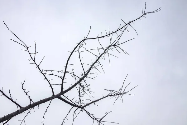Árvores Inverno Tempo Nublado Natureza — Fotografia de Stock