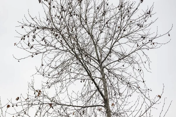 Winterbomen Bewolkt Weer Natuur — Stockfoto