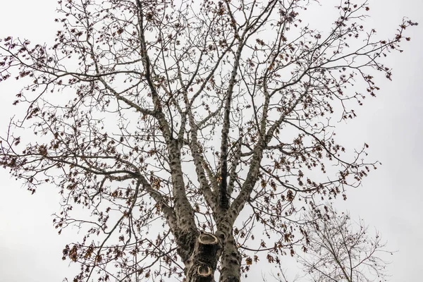 Kış Ağaçları Doğada Bulutlu Hava — Stok fotoğraf