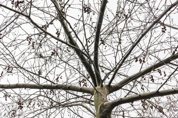 Árvores Inverno Tempo Nublado Natureza — Fotografia de Stock