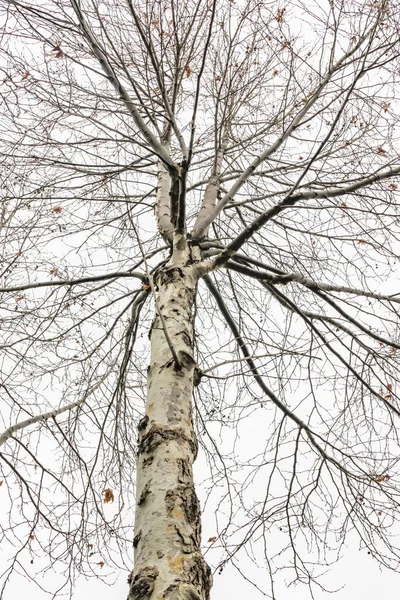 Alberi Invernali Tempo Nuvoloso Natura — Foto Stock