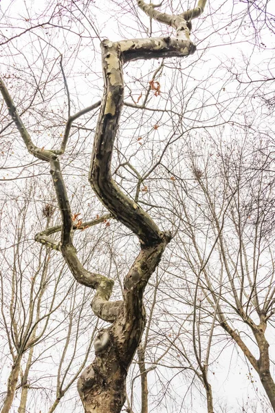 Árvores Inverno Tempo Nublado Natureza — Fotografia de Stock