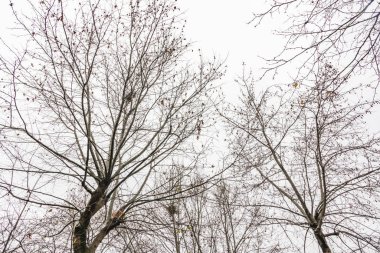 Kış ağaçları ve doğada bulutlu hava