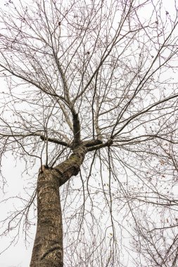 Kış ağaçları ve doğada bulutlu hava