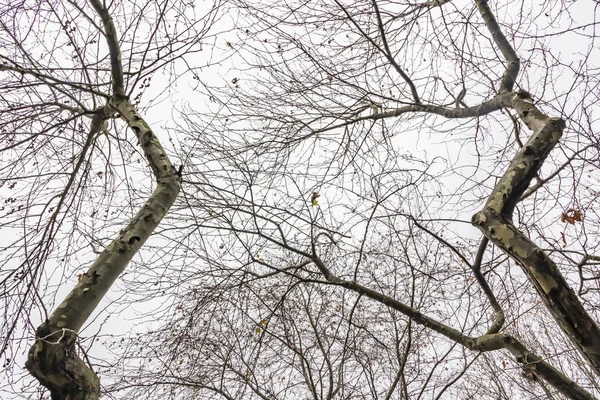 Árvores Inverno Tempo Nublado Natureza — Fotografia de Stock