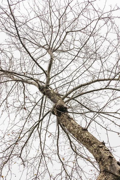 Winterbäume Und Trübes Wetter Der Natur — Stockfoto