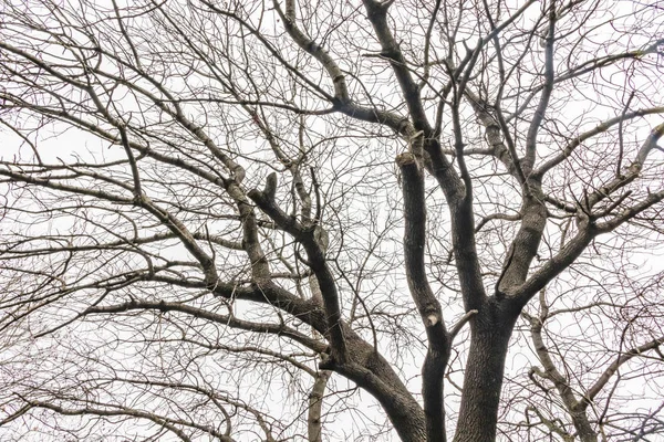 Arbres Hiver Temps Nuageux Dans Nature — Photo