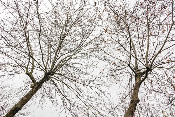 Zimowe Drzewa Pochmurna Pogoda Przyrodzie — Zdjęcie stockowe