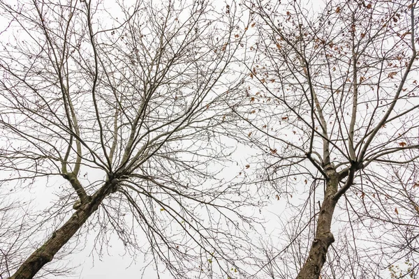 Vinterträd Och Molnigt Väder Naturen — Stockfoto