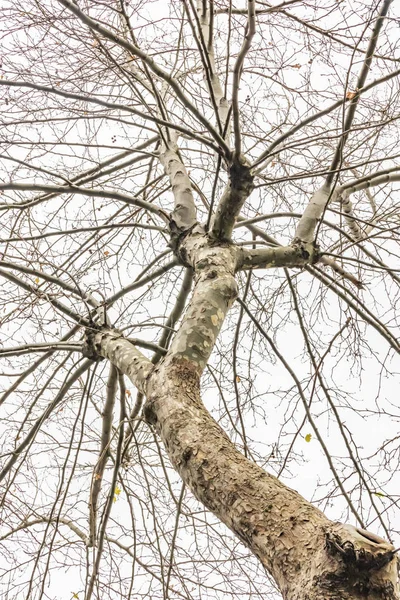 Zimní Stromy Oblačné Počasí Přírodě — Stock fotografie