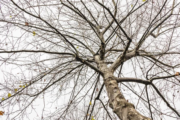 冬季树木与大自然多云的天气 — 图库照片