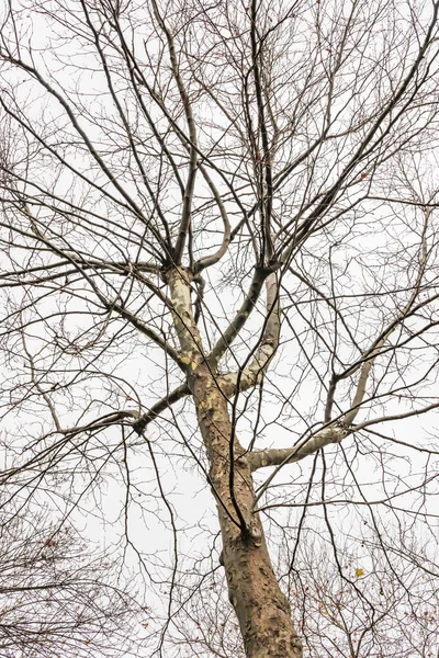冬季树木与大自然多云的天气 — 图库照片