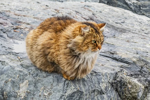 Aus Nächster Nähe Niedliche Freunde Katzen Der Natur — Stockfoto