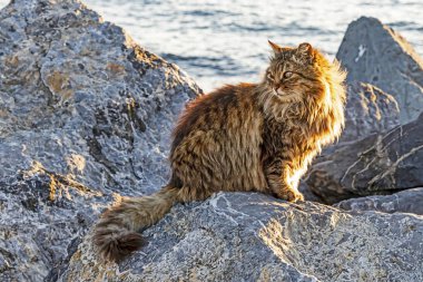 Kediler genellikle evcil kedilerden bahseden küçük memelilerdir.