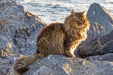 Kediler genellikle evcil kedilerden bahseden küçük memelilerdir.
