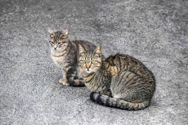 Kediler genellikle evcil kedilerden bahseden küçük memelilerdir.