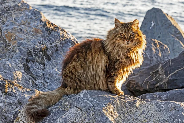 Katzen Sind Kleine Säugetiere Die Sich Häufigsten Auf Die Hauskatze — Stockfoto