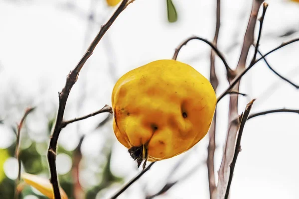 Primo Piano Frutti Mela Cotogna Biologici Naturali Ramo Albero Natura — Foto Stock