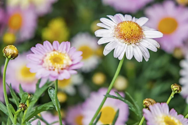 Close Daisy Flowers Nature — Stock Photo, Image