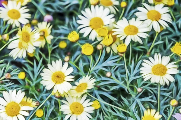 Gros Plan Fleurs Marguerite Dans Nature — Photo