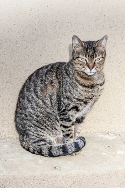 Närbild Söt Vänner Katter Naturen — Stockfoto