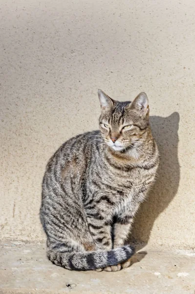 Närbild Söt Vänner Katter Naturen — Stockfoto