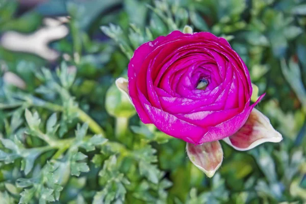 Close Flor Buttercup Persa Folhas Verdes Natureza — Fotografia de Stock