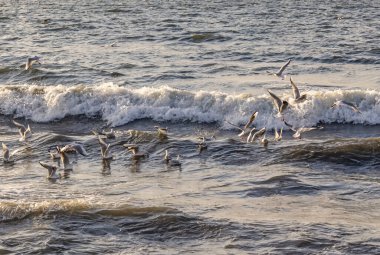 seagulls and waves at the sea side