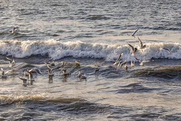 Möwen Und Wellen Meer — Stockfoto