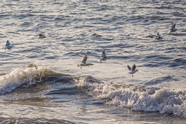 seagulls and waves at the sea side