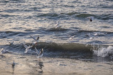 seagulls and waves at the sea side