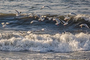 seagulls and waves at the sea side