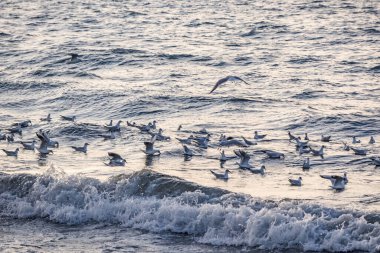 seagulls and waves at the sea side