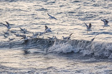 seagulls and waves at the sea side