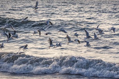 seagulls and waves at the sea side