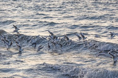 seagulls and waves at the sea side