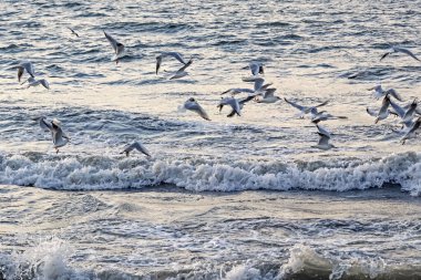 seagulls and waves at the sea side