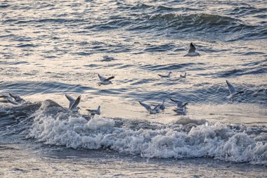 seagulls and waves at the sea side