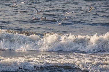 seagulls and waves at the sea side