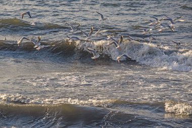 seagulls and waves at the sea side
