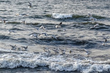 seagulls and waves at the sea side