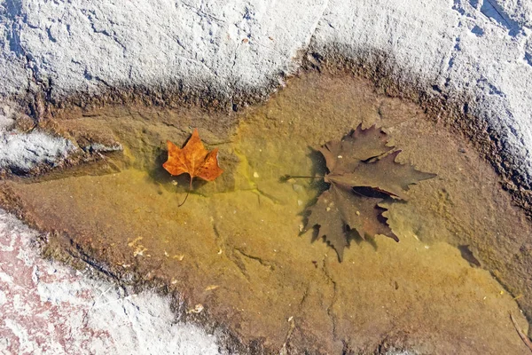 自然界の池に紅葉 — ストック写真