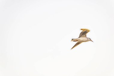 Mavi gökyüzünde uçan martı