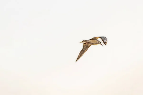 Gaivota Voando Céu Azul — Fotografia de Stock