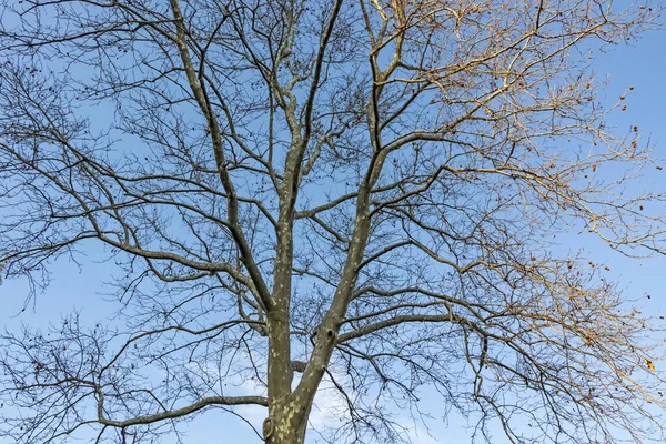 自然界冬季落叶树 — 图库照片