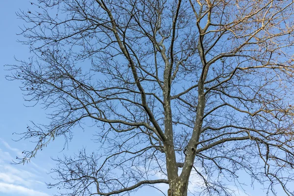 Lövträd Vintertid Naturen — Stockfoto