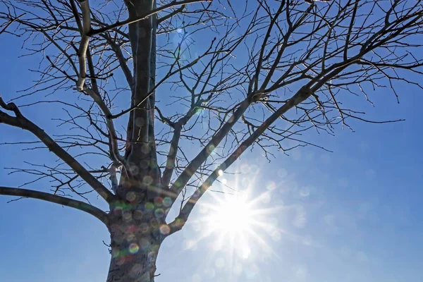 Listnaté Stromy Zimním Období Přírodě — Stock fotografie