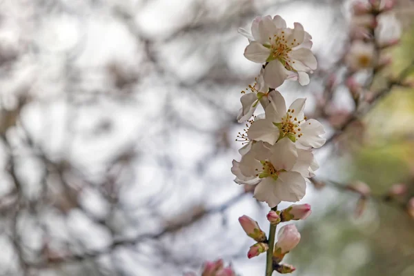 冬に咲く春の花 — ストック写真