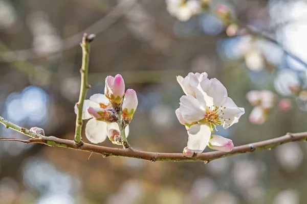 Flores Primavera Que Florecen Temporada Invierno — Foto de Stock